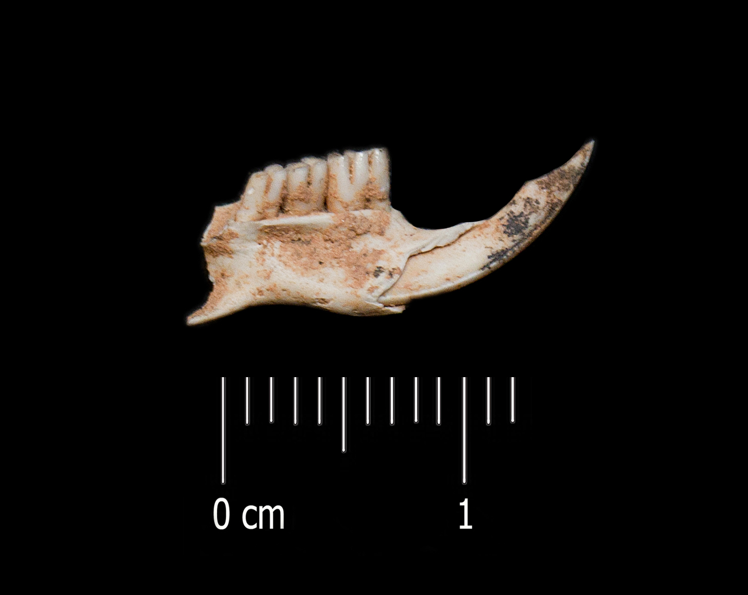 Fossile (mandibola, esemplare)