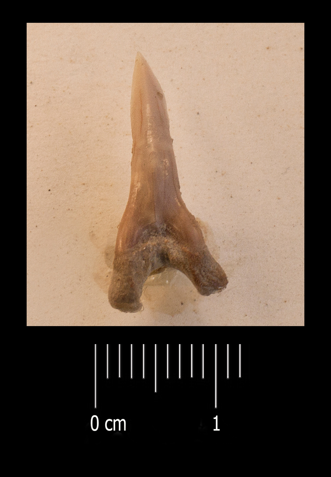 Fossile (dente di squalo, esemplare)