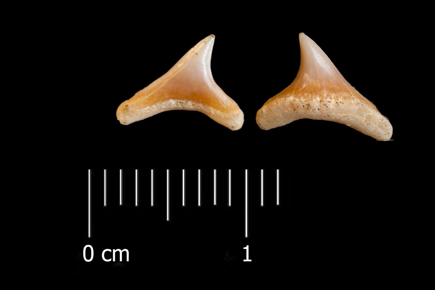 Fossile (dente di squalo, esemplare)