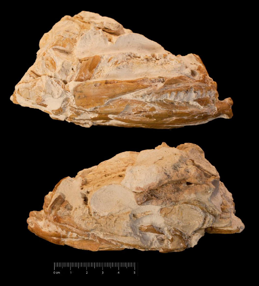 Fossile (cranio, esemplare)