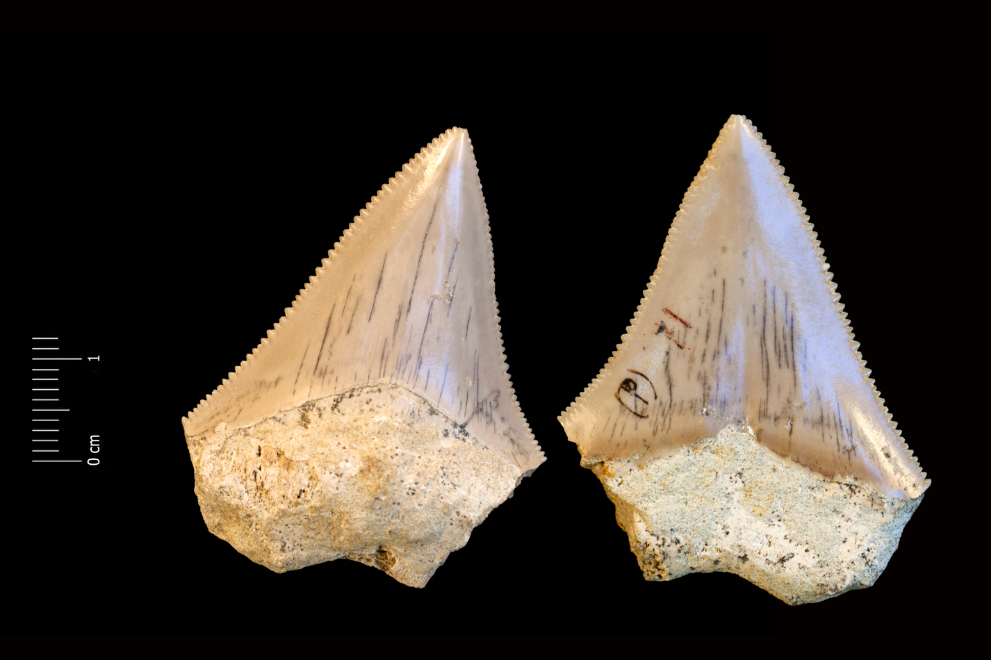 Fossile (dente di squalo, esemplare)