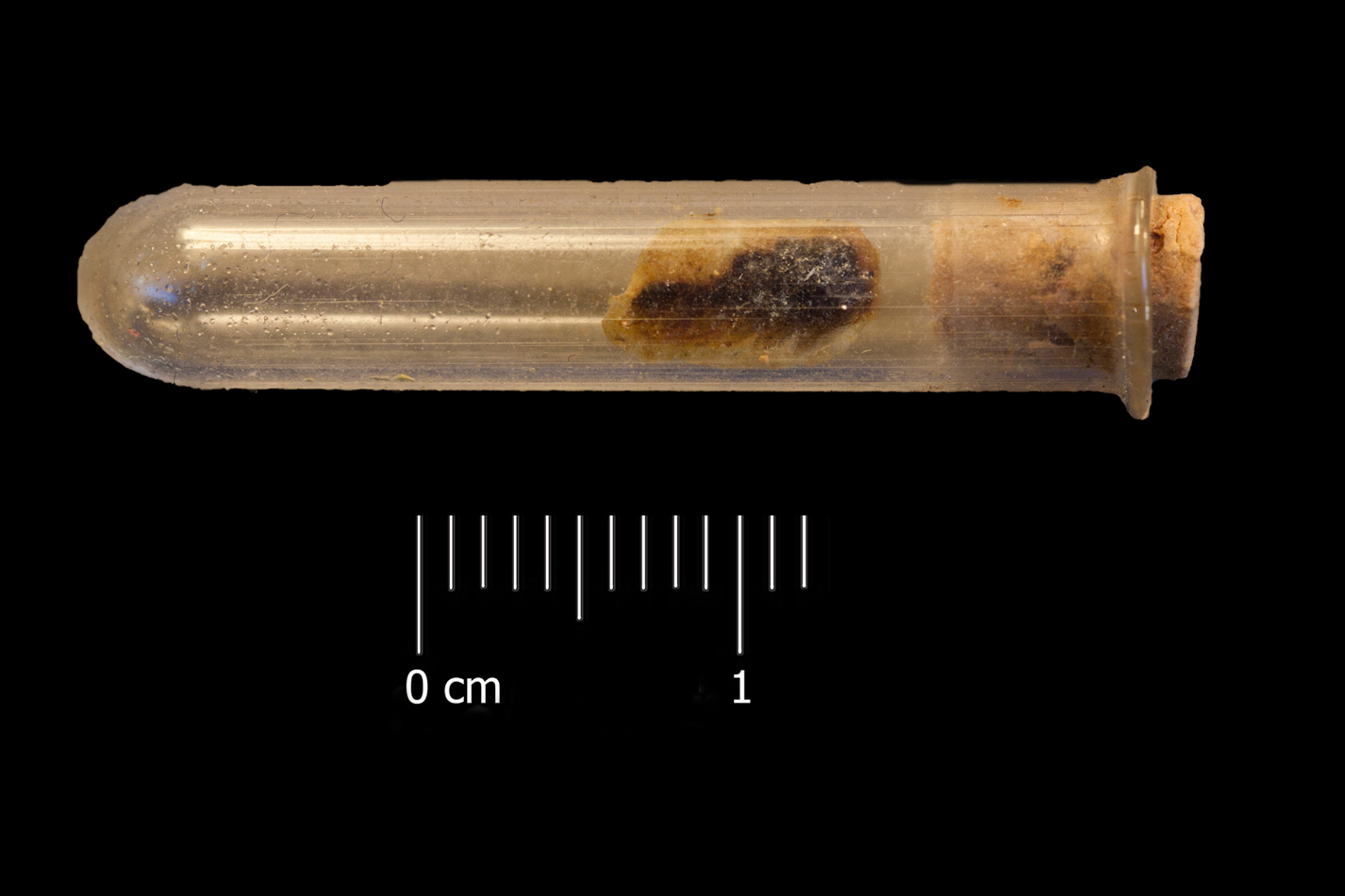 Fossile (dente di squalo, esemplare)