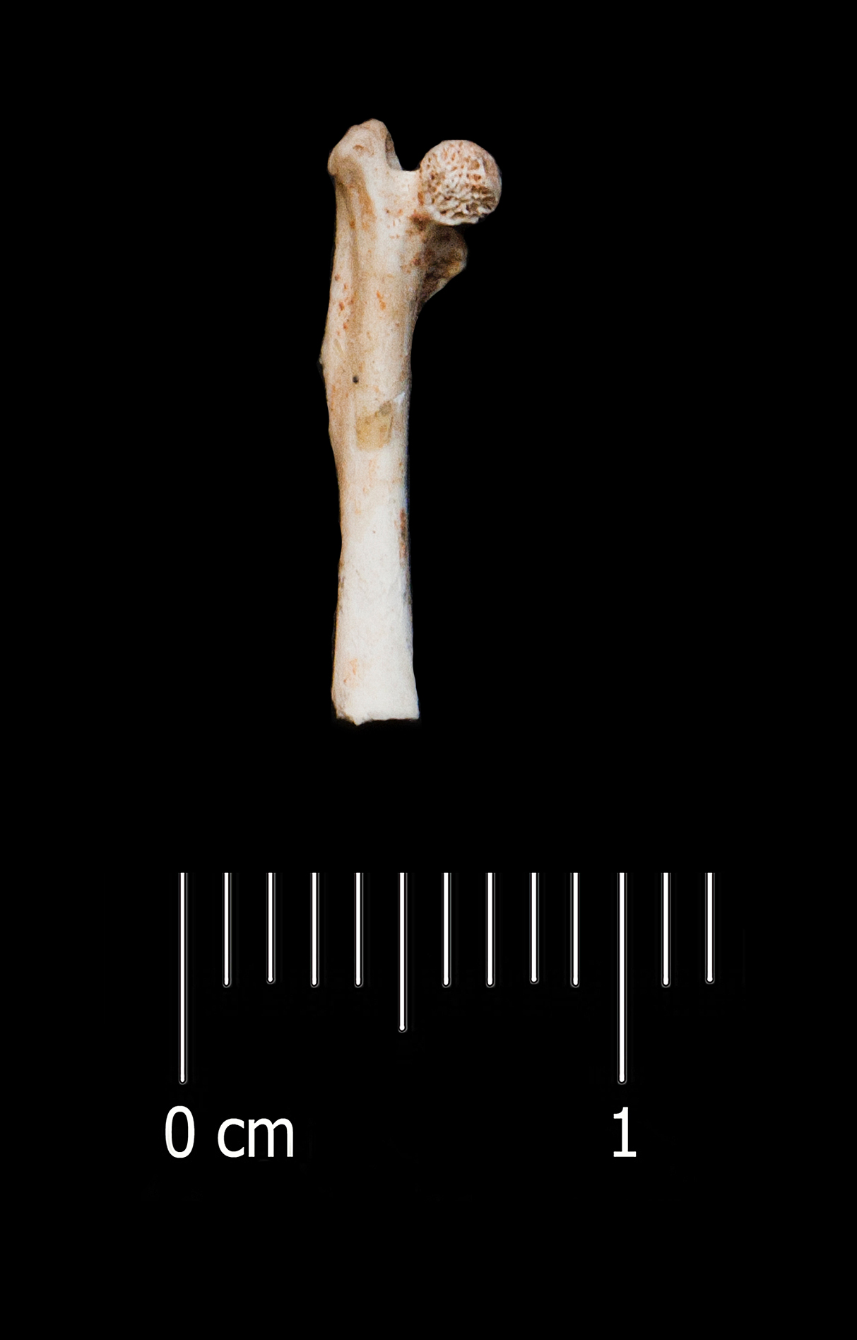 Fossile (femore, esemplare)