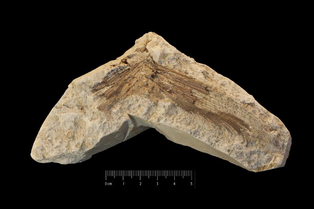 Fossile (pinna caudale, esemplare)