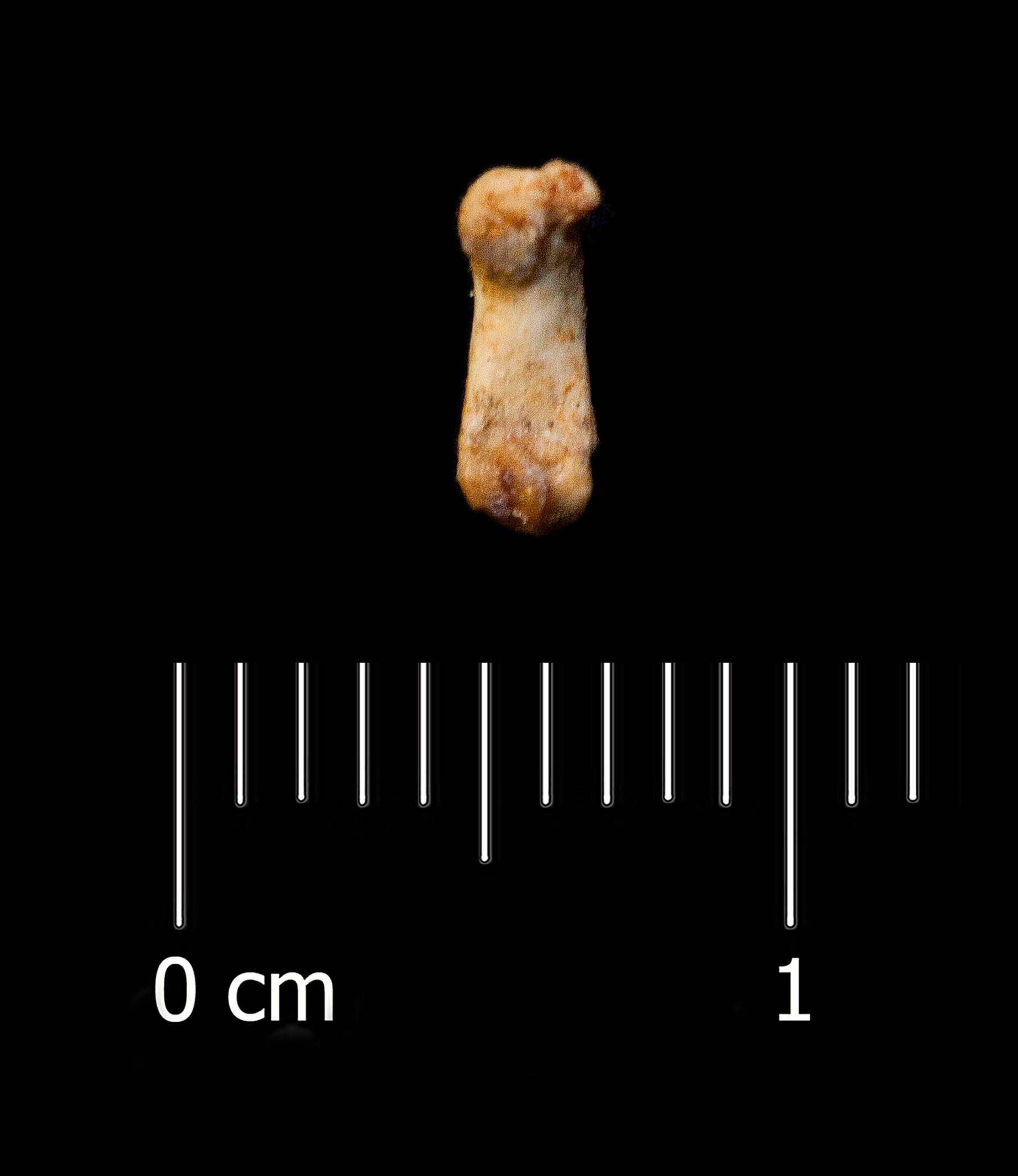Fossile (metacarpale, esemplare)