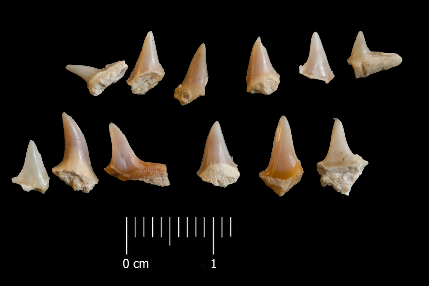 Fossile (denti di squalo, serie)