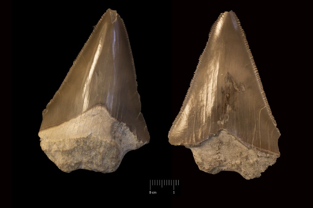 Fossile (dente di squalo, esemplare)