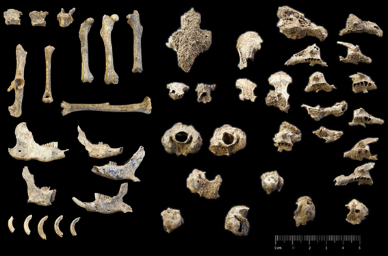 Fossile (ossa isolate di prolagus, serie)