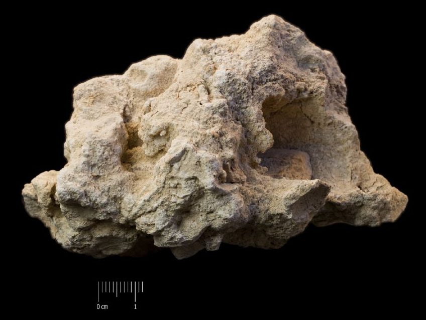 Fossile (frammento osseo in roccia, esemplare)