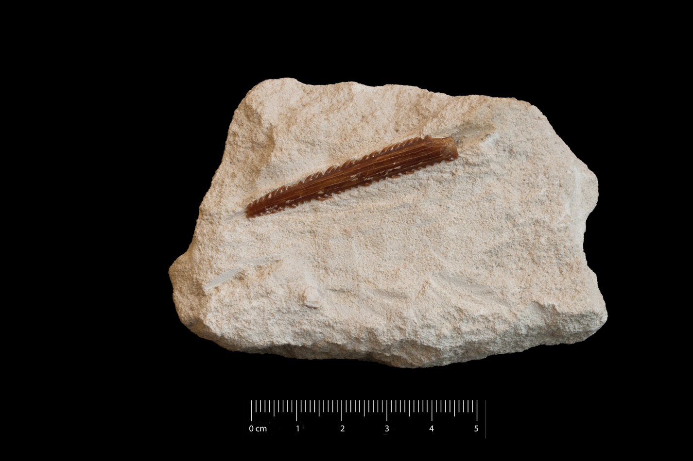 Fossile (spina caudale, esemplare)