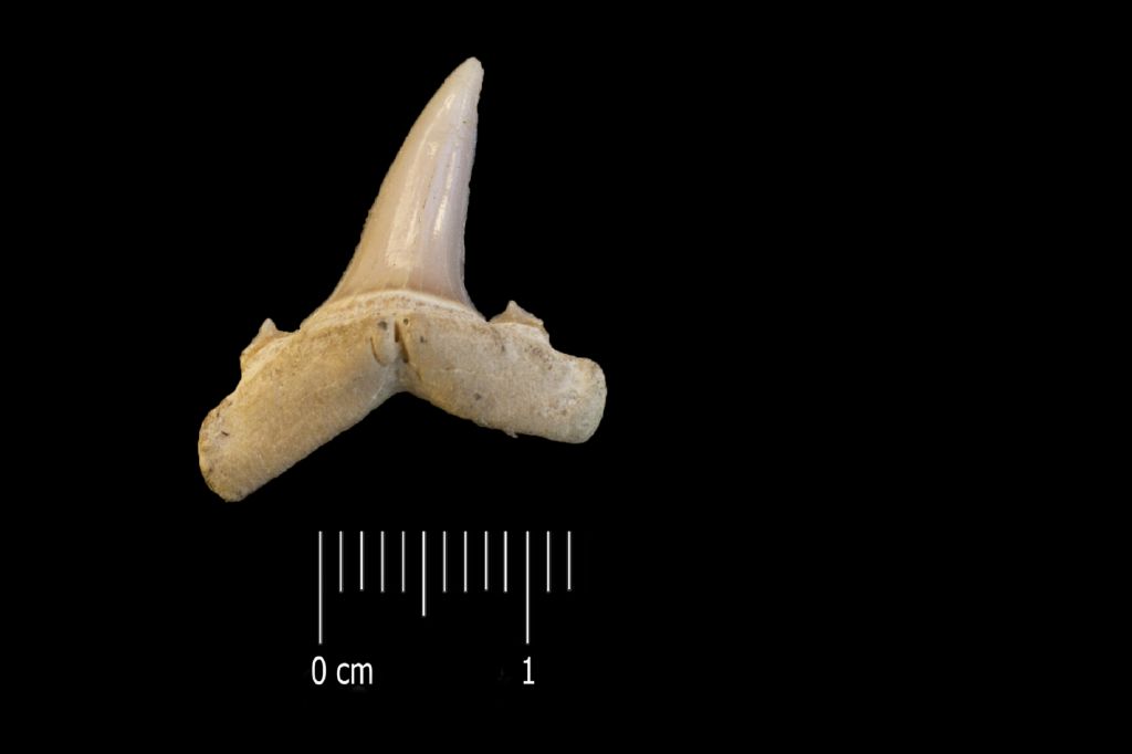 Fossile (dente di squalo, esemplare)
