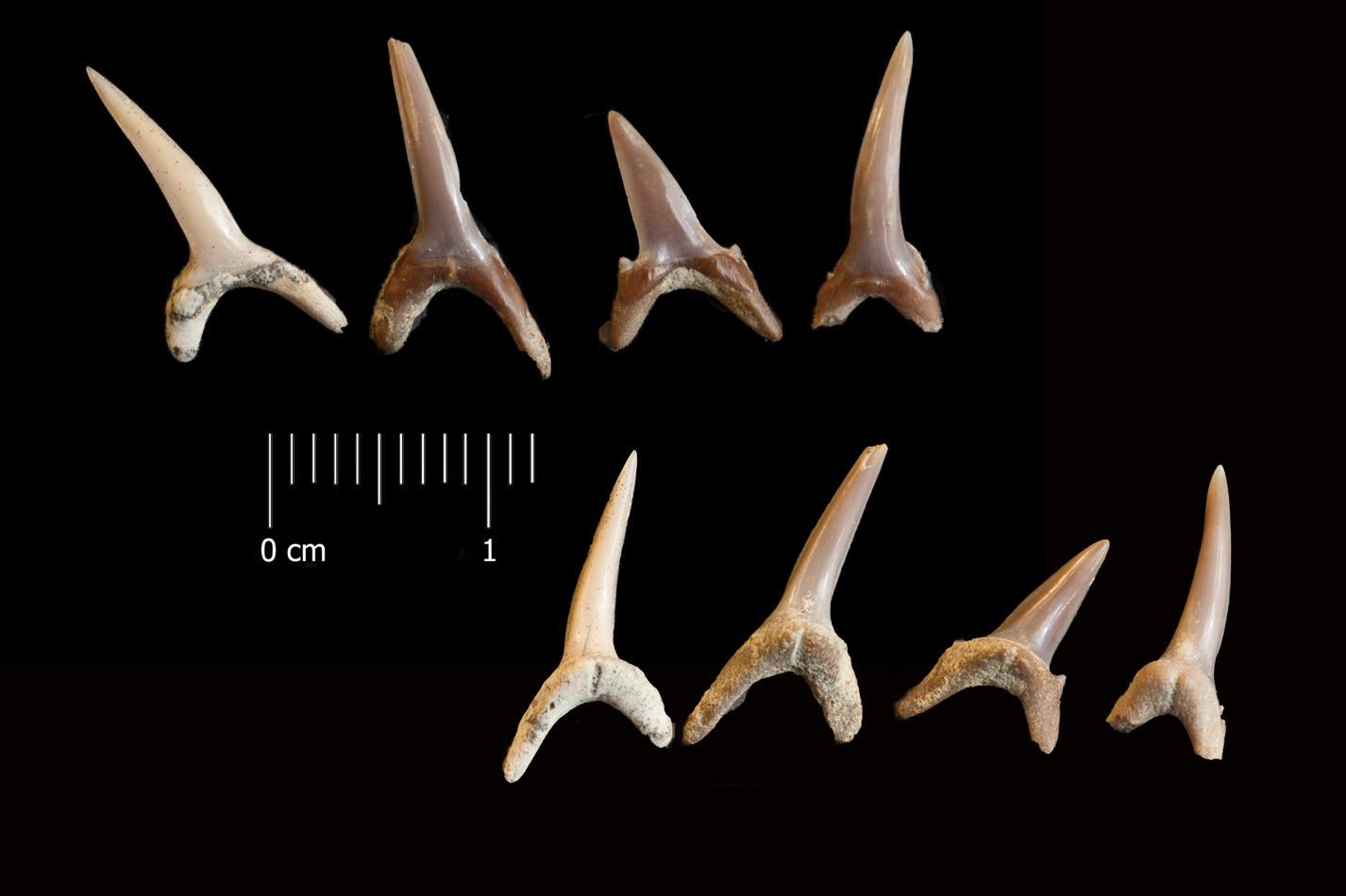 Fossile (denti di squalo, serie)