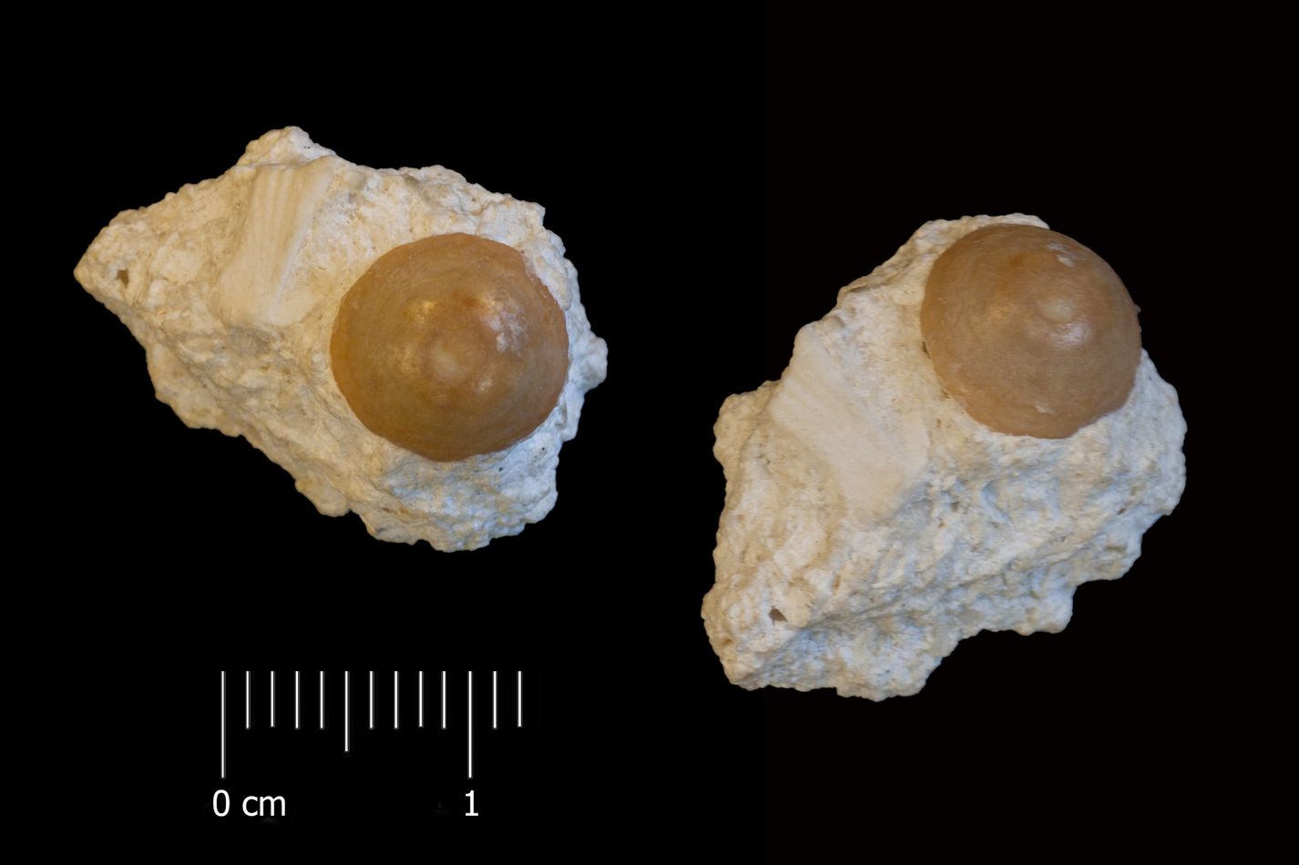 Fossile (dente di orata, esemplare)