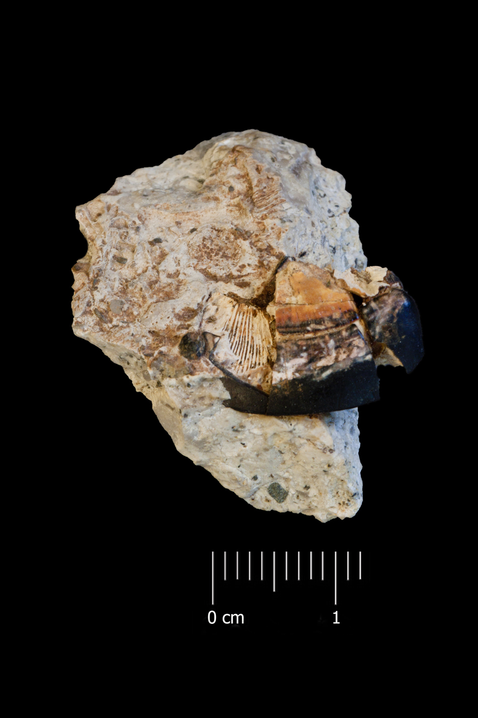 Fossile (dente di sarago, esemplare)