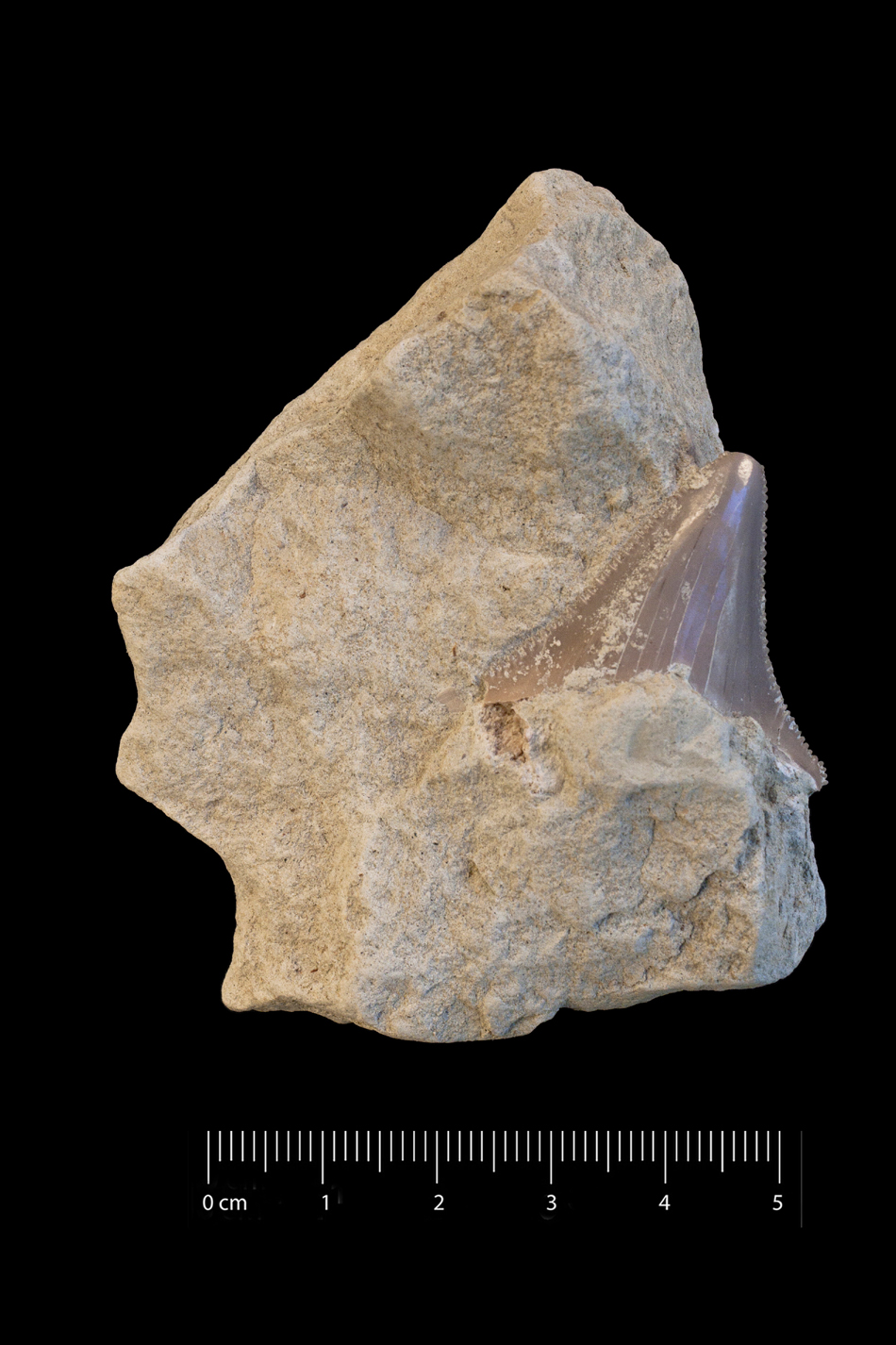 Fossile (dente di squalo, esemplare)