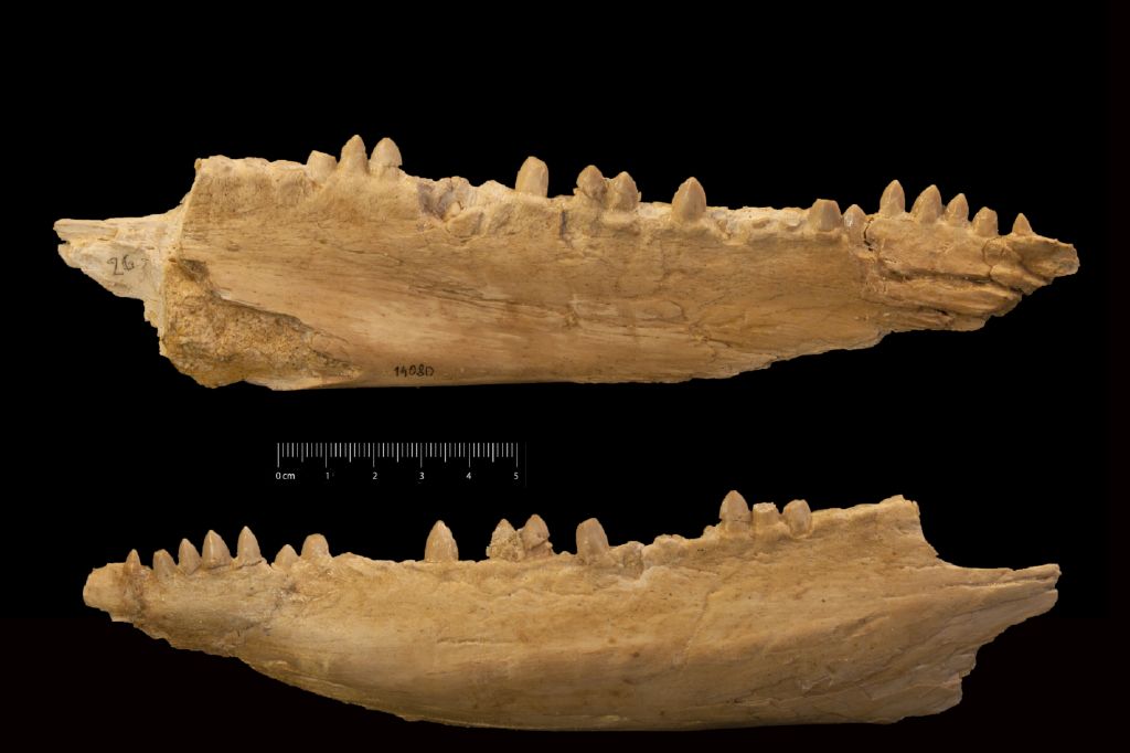 Fossile (mndibola di pesce, esemplare)