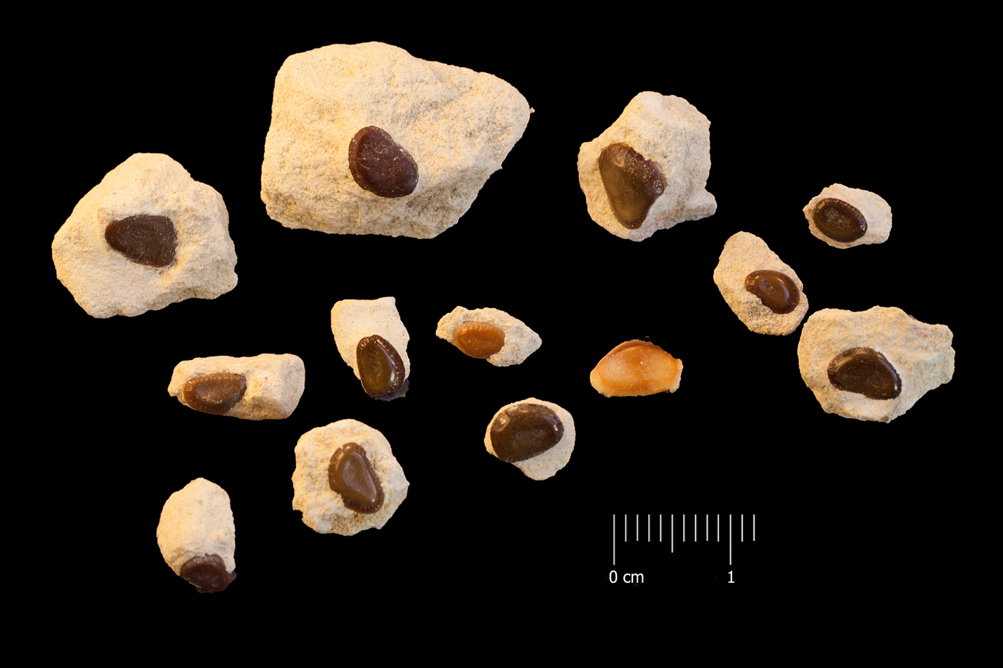 Fossile (denti di orata, serie)