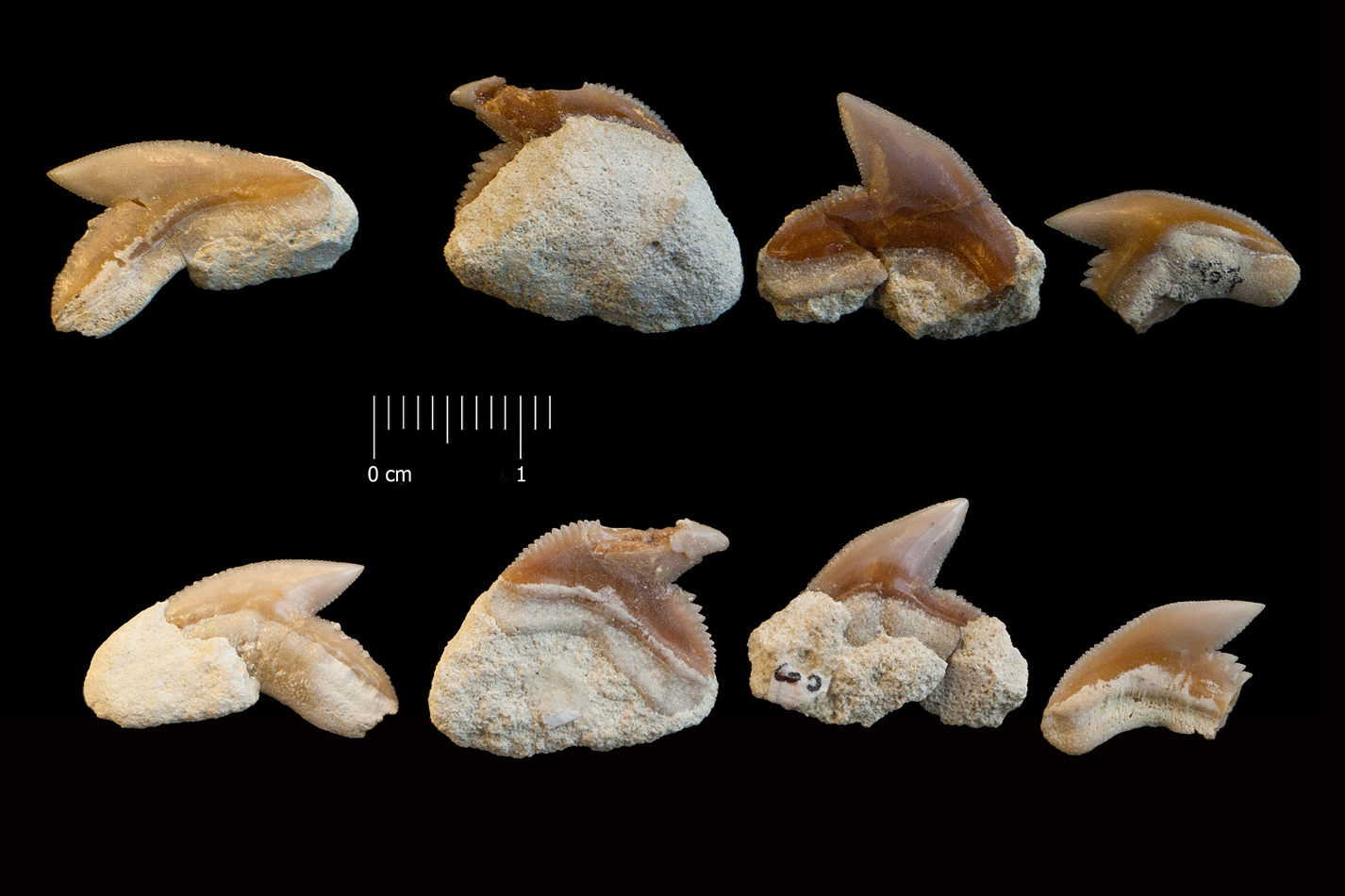 Fossile (denti di squalo, serie)