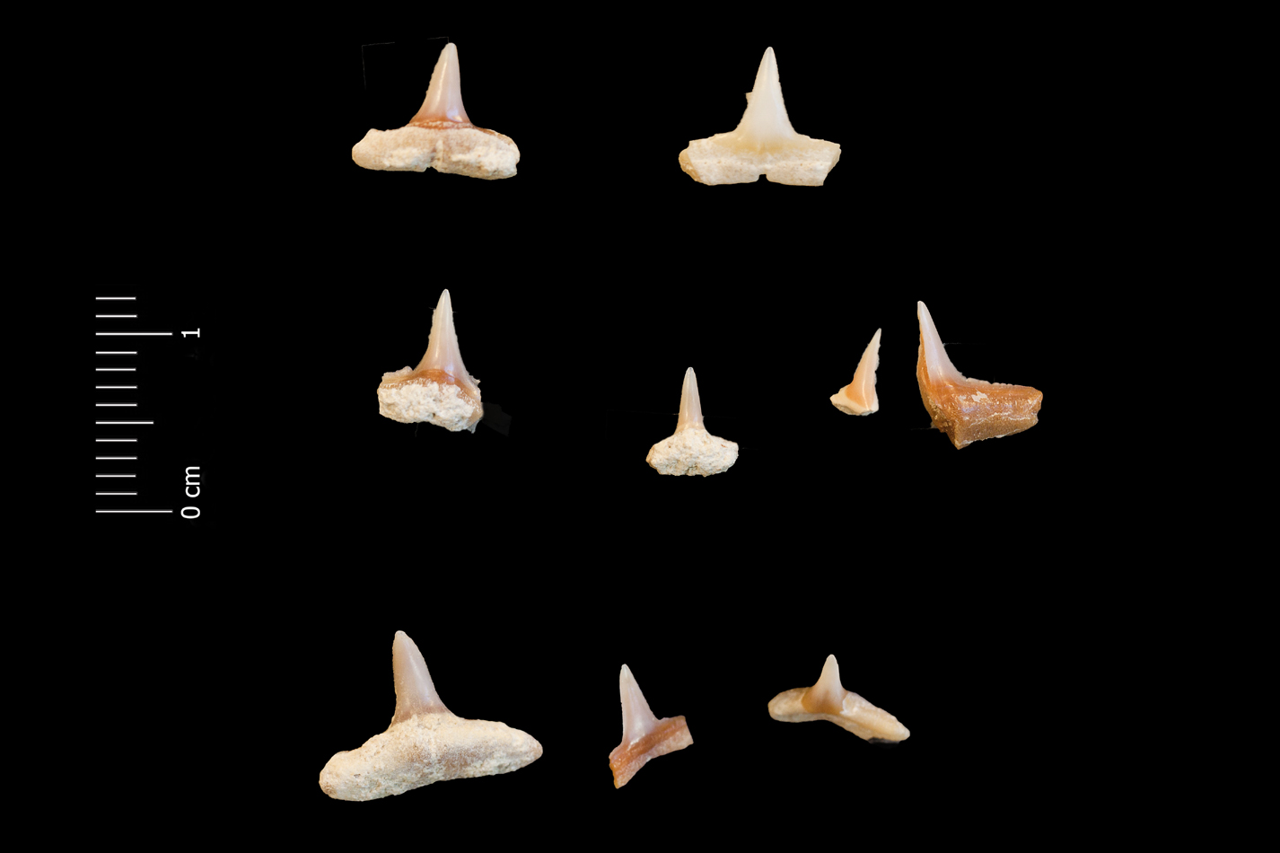 Fossile (denti di squalo, serie)