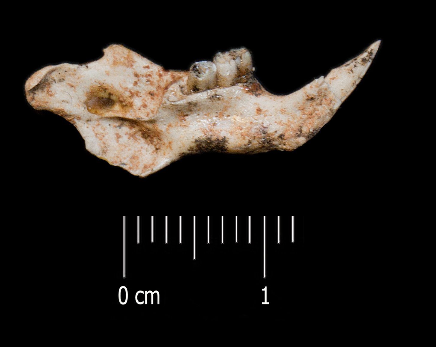 Fossile (mandibola, esemplare)