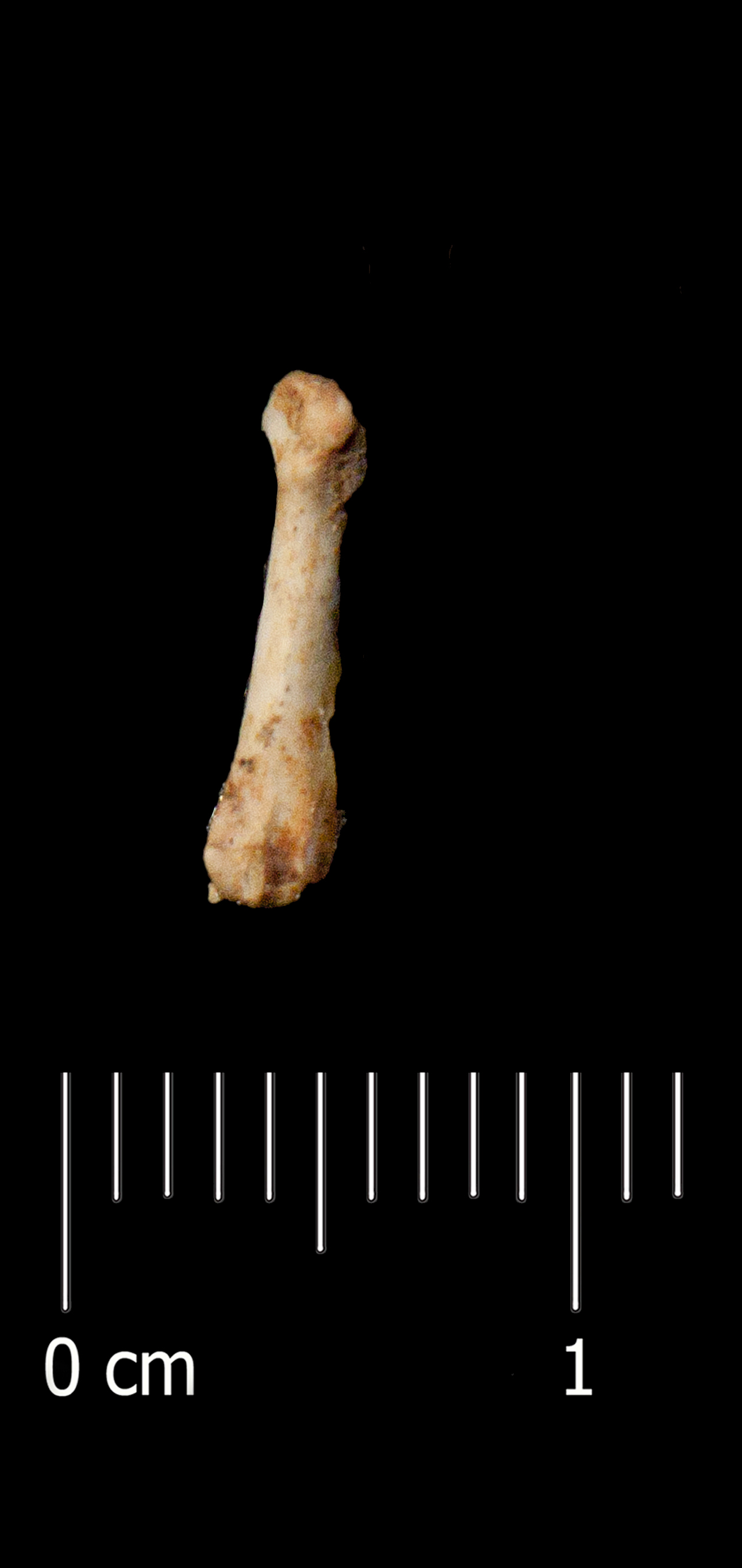 Fossile (metatarsale, esemplare)