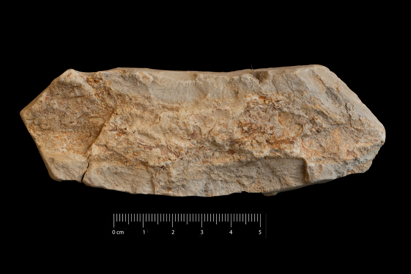 Fossile (frammento osseo di pesce, esemplare)
