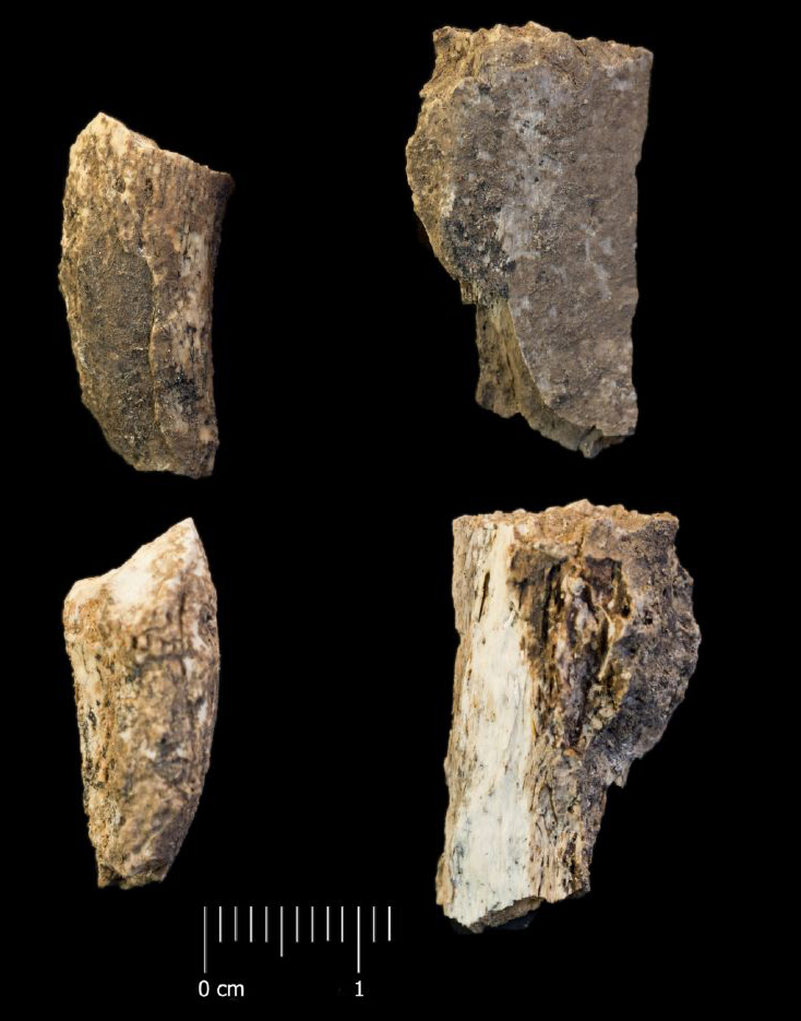 Fossile (frammenti di incisivi di ippopotamo nano, esemplare)