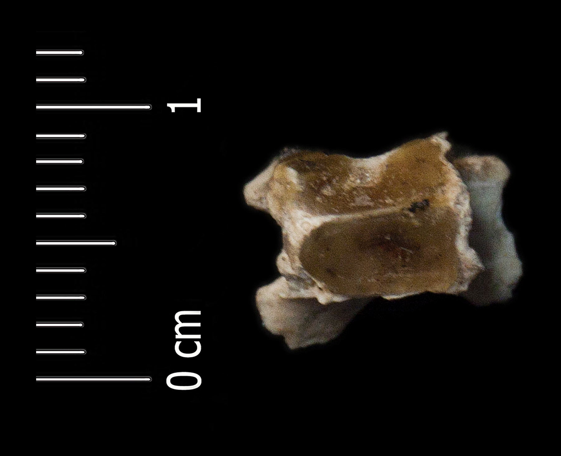 Fossile (vertebra, esemplare)