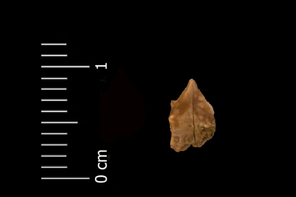 Fossile (dente di squalo, esemplare)