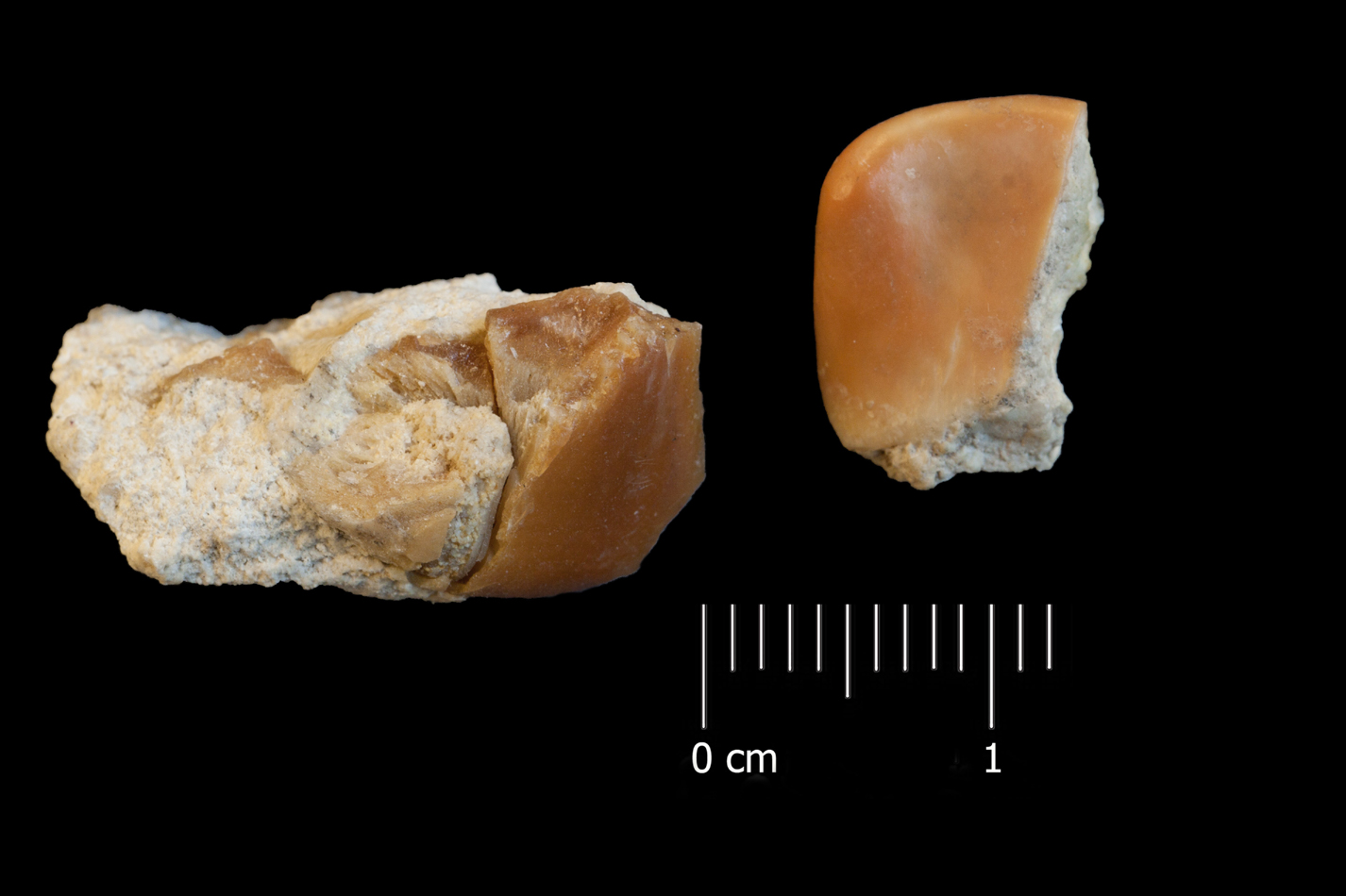 Fossile (denti di sarago, serie)