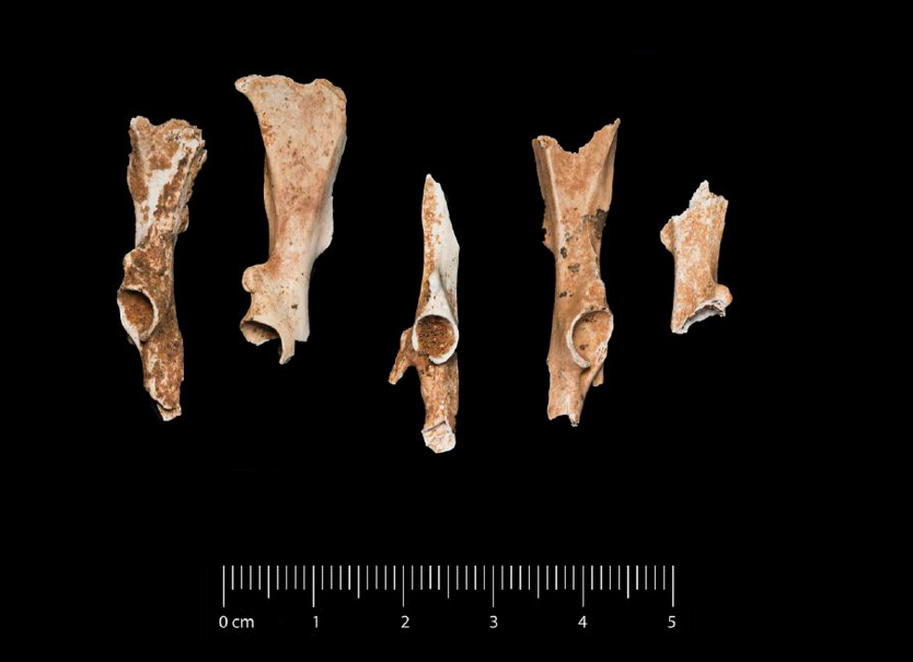Fossile (ossa di lagomorfo, serie)