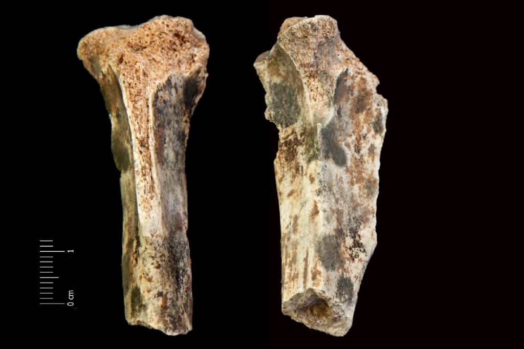 Fossile (tibia, esemplare)