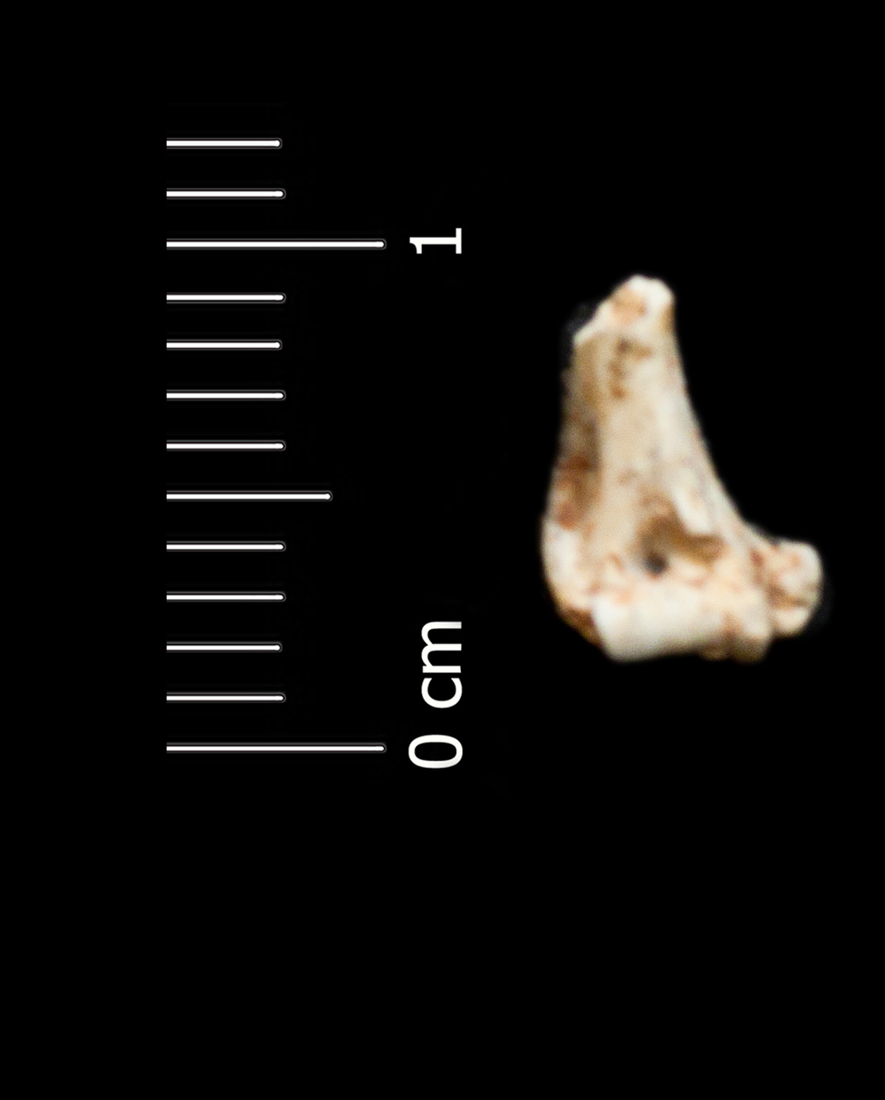 Fossile (omero, esemplare)