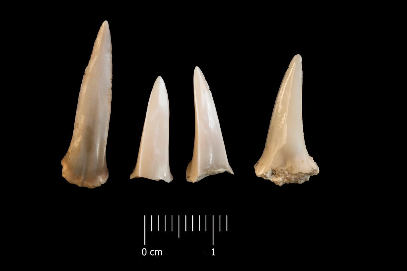 Fossile (denti di squalo, serie)