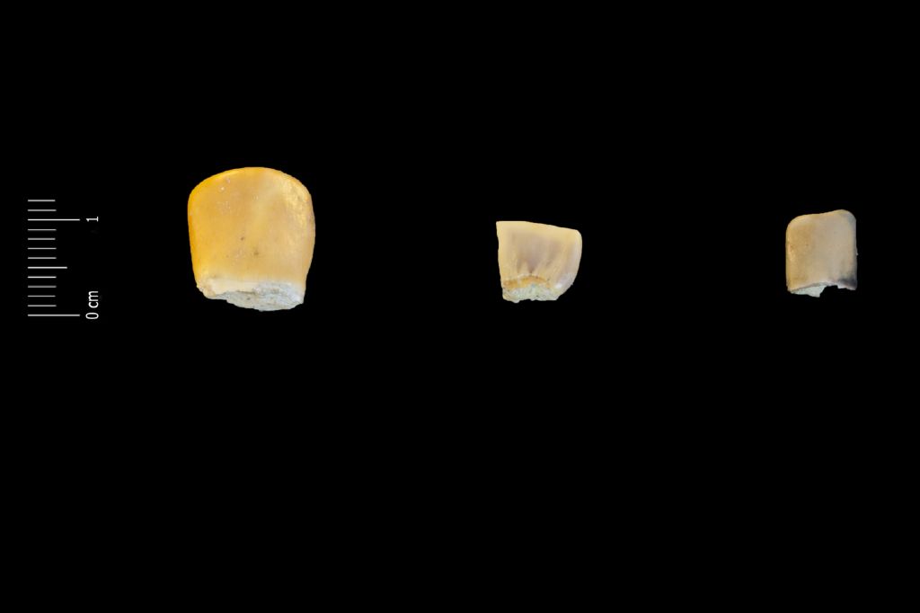 Fossile (denti di sarago, serie)