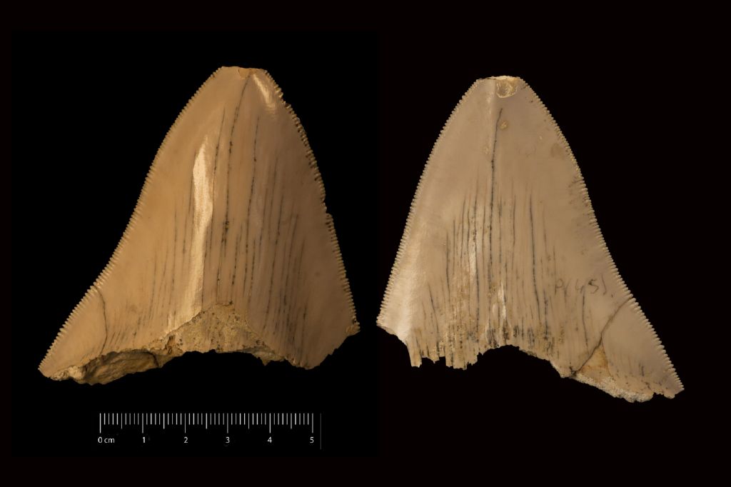 Fossile (dente di squalo, esemplare)