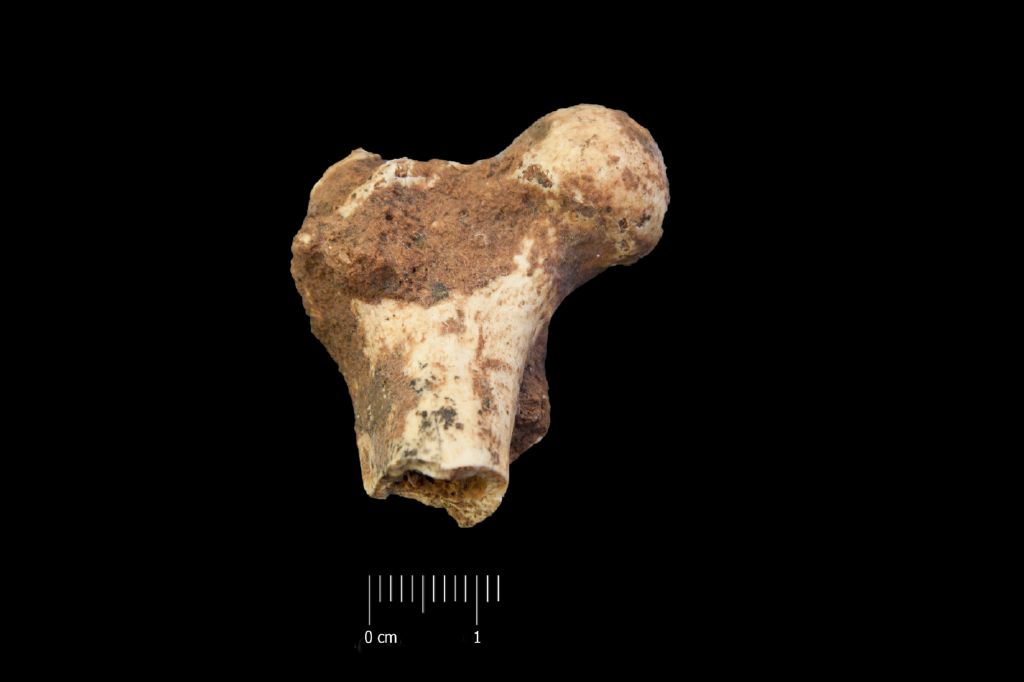 Fossile (femore, esemplare)