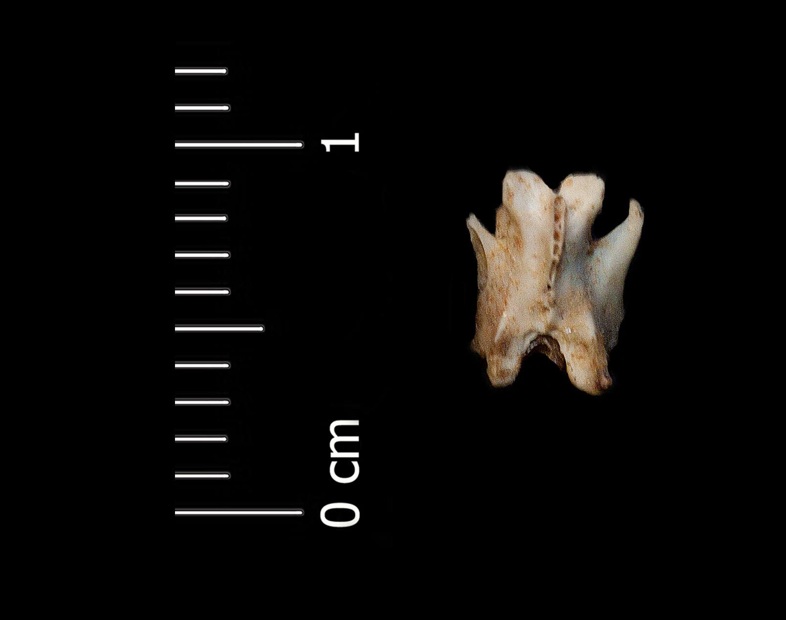 Fossile (vertebra, esemplare)