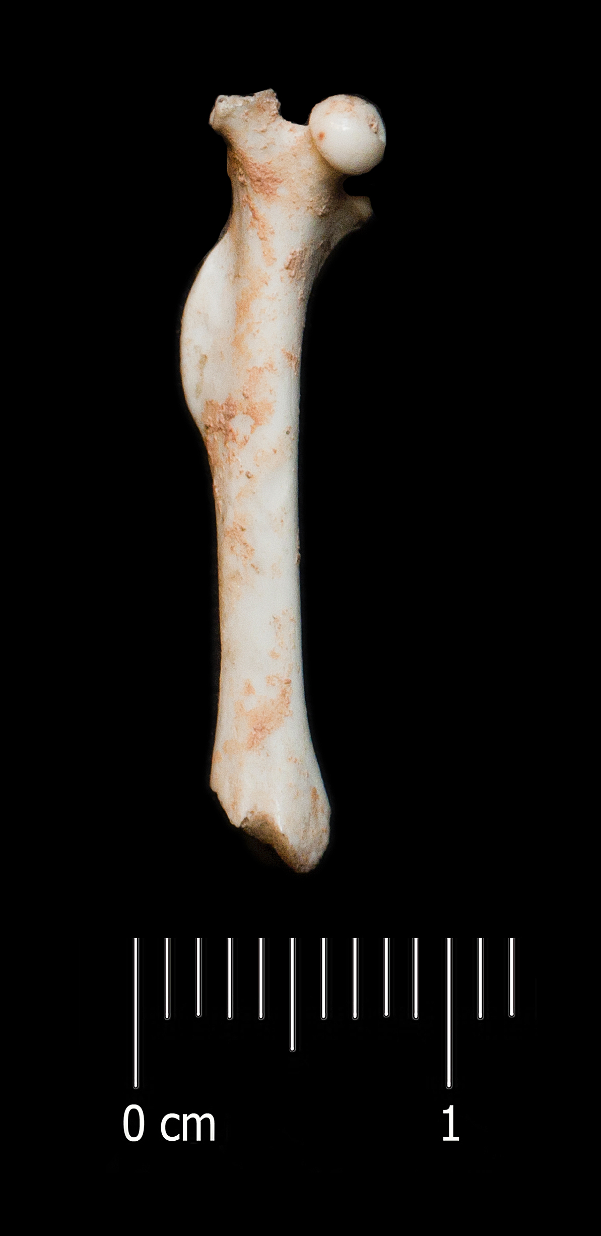 Fossile (femore, esemplare)