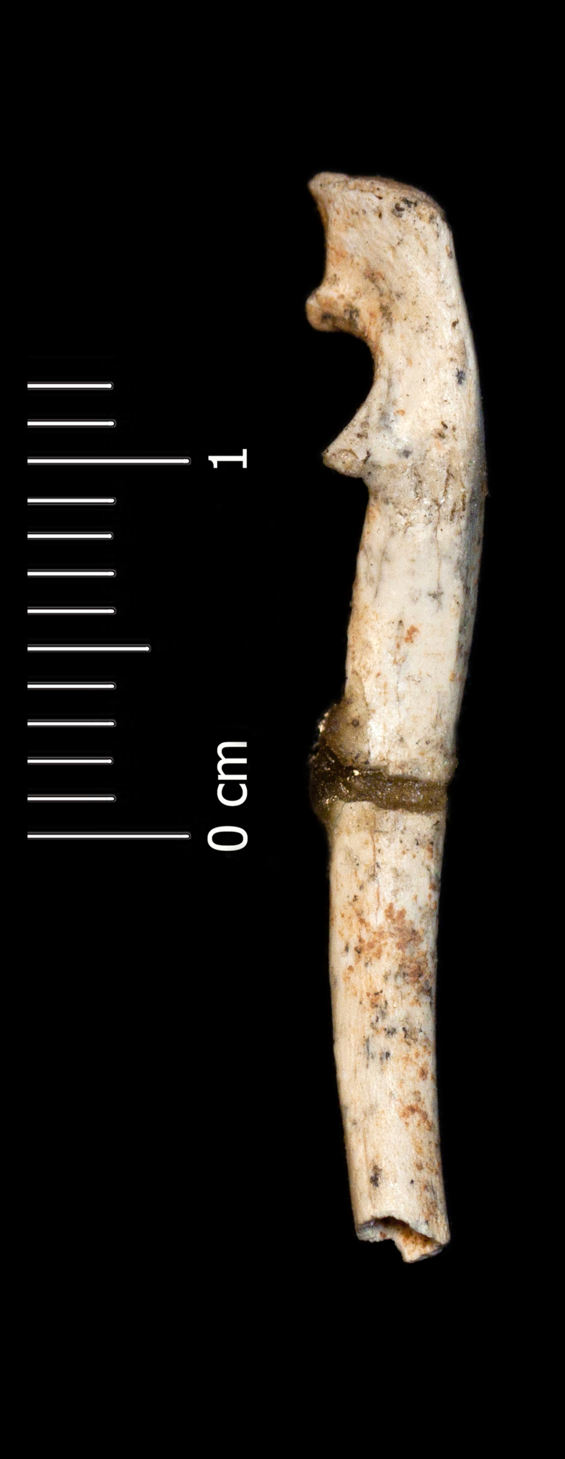 Fossile (ulna, esemplare)