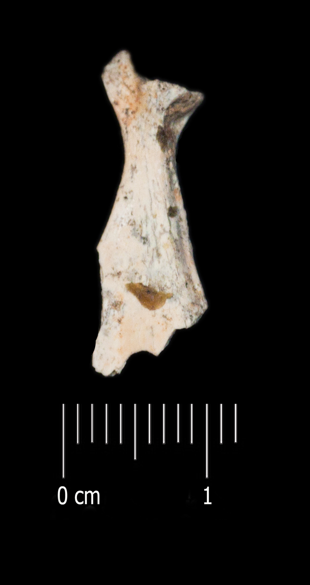 Fossile (scapola, esemplare)