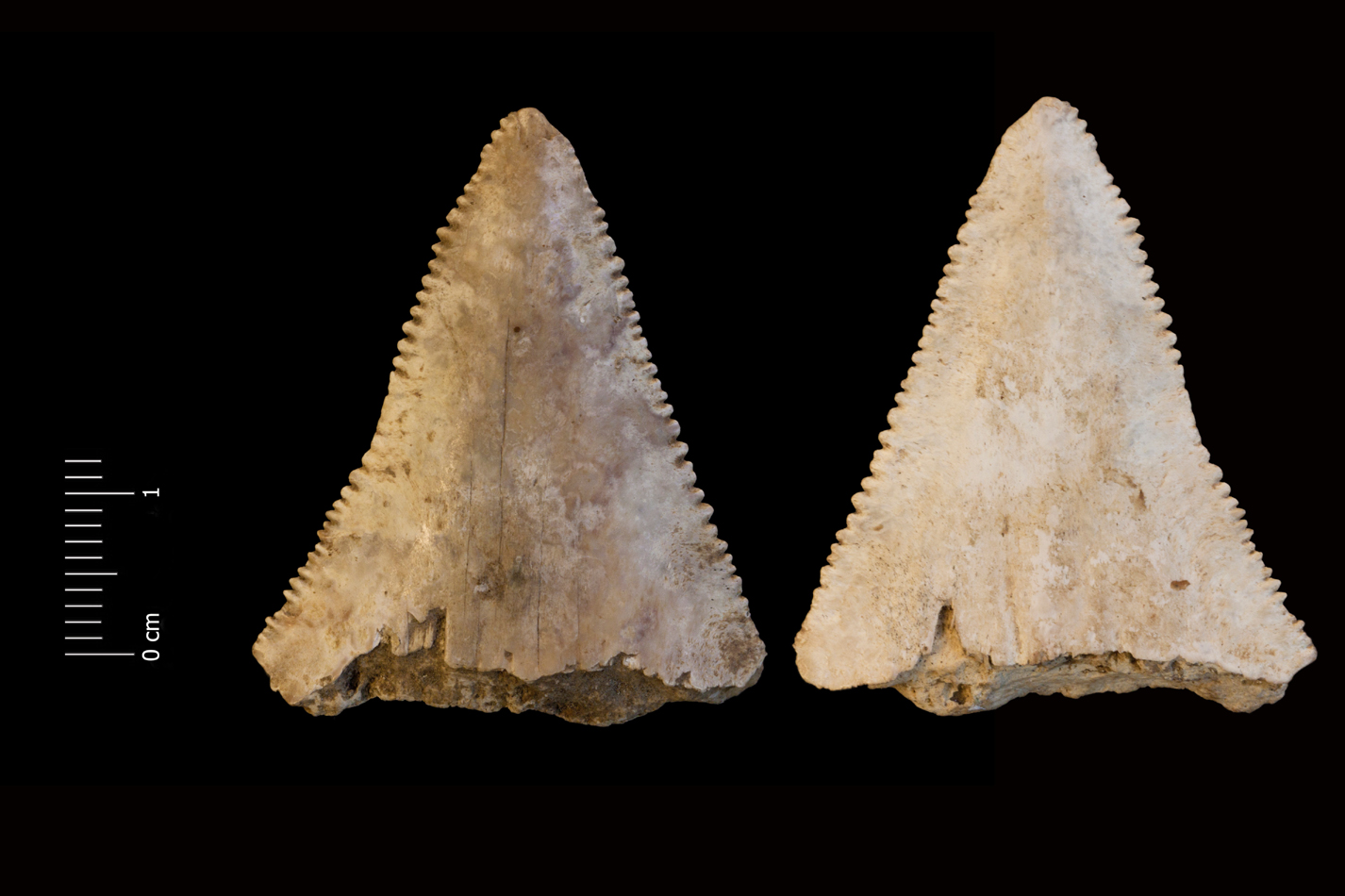 Fossile (dente di squalo, esemplare)