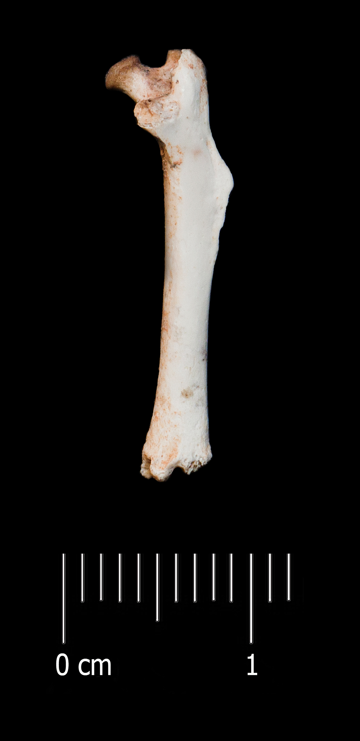 Fossile (femore, esemplare)