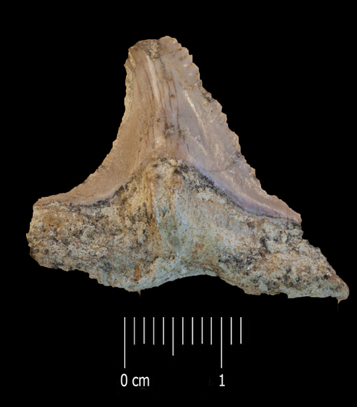Fossile (dente di squalo, esemplare)