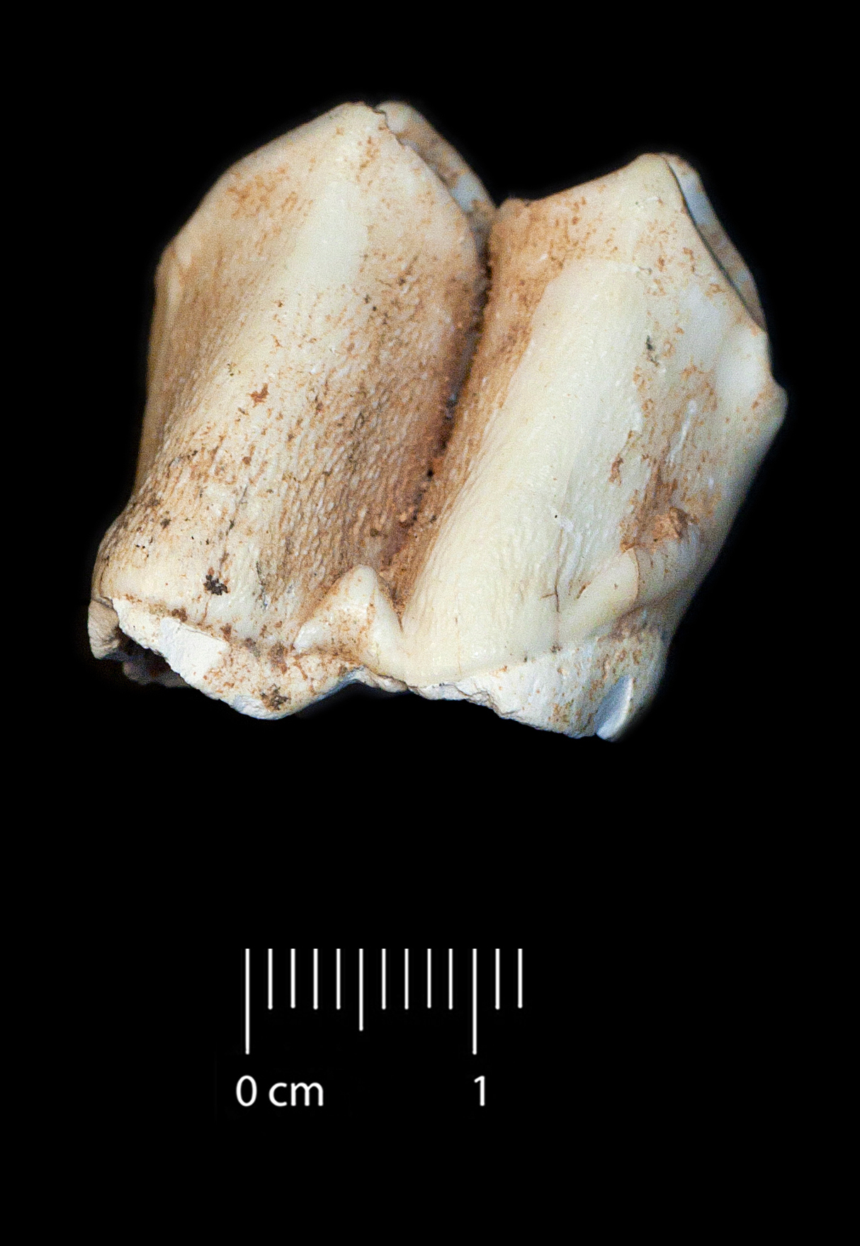 Fossile (dente, esemplare)