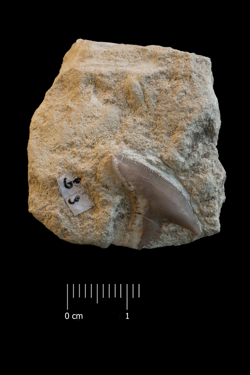 Fossile (dente di squalo, esemplare)
