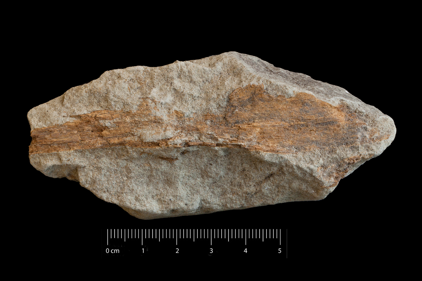 Fossile (frammento osseo di pesce, esemplare)