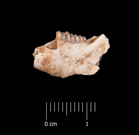 Fossile (mandibola sinistra, esemplare)