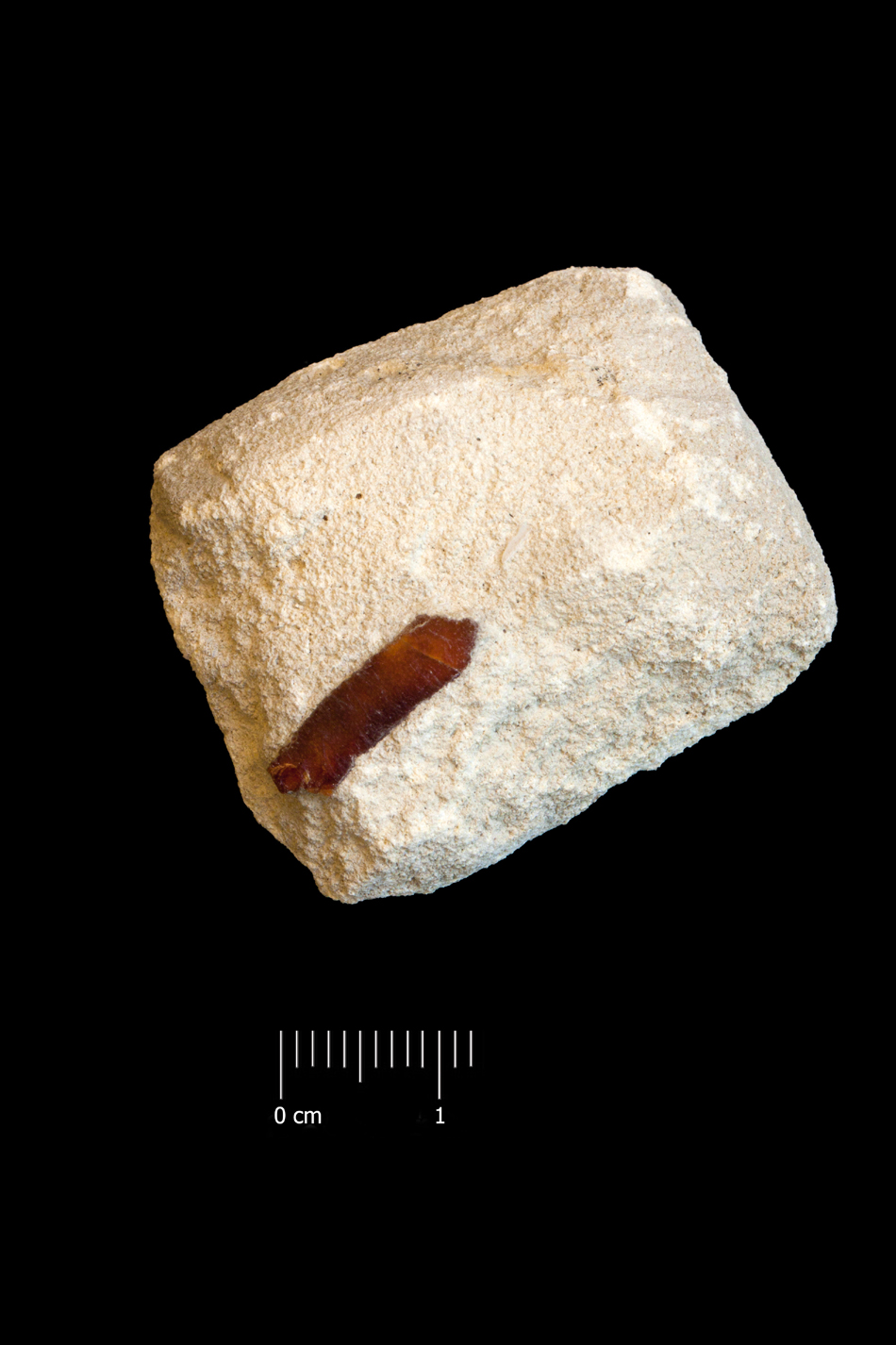 Fossile (dente, esemplare)