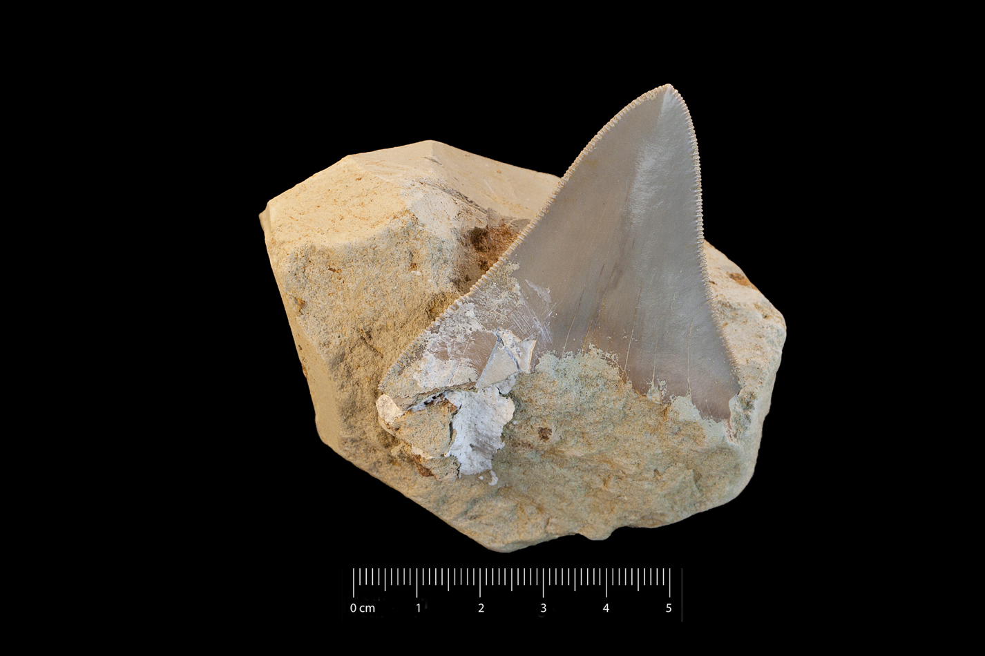 Fossile (dente di squalo, esemplare)
